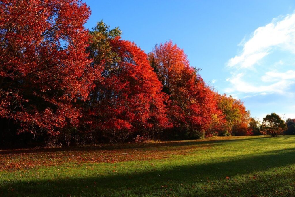 Landscape tree nature grass plant sky 1365177 pxhere.com