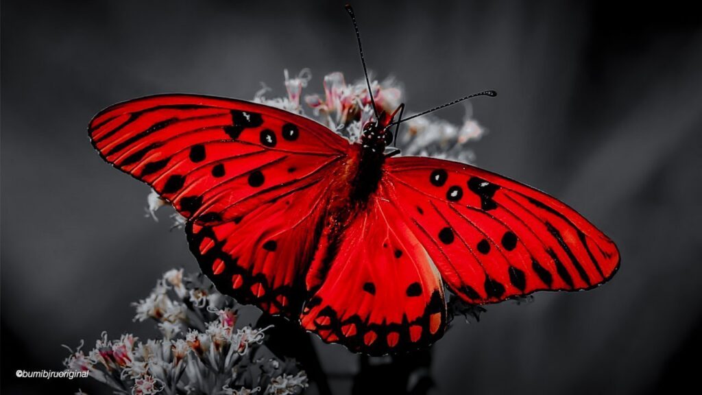 Red butterfly pollinator plant insect flower 1663262 pxhere.com